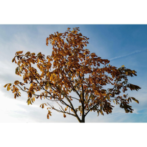 天凉好个秋,听着饶舌Chill