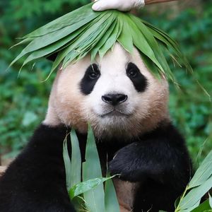 Vol.30 中韩友谊的桥梁，还得靠我们“福公主”啊