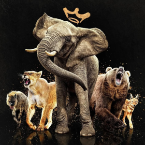 大自然的女王:注视雌性领袖的威严和野心