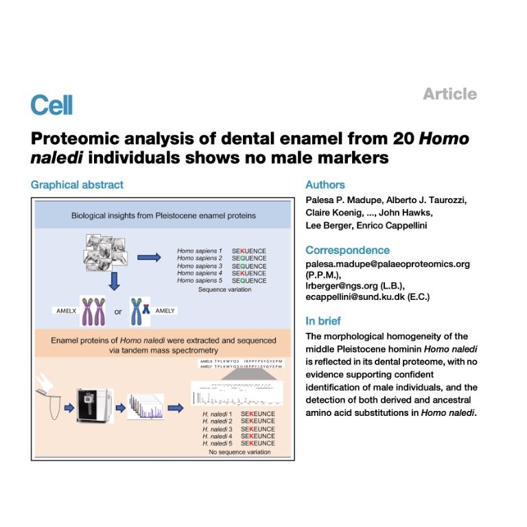 1311-Homogeneity & Sex Estimation of Homo naledi Enamel episode artwork