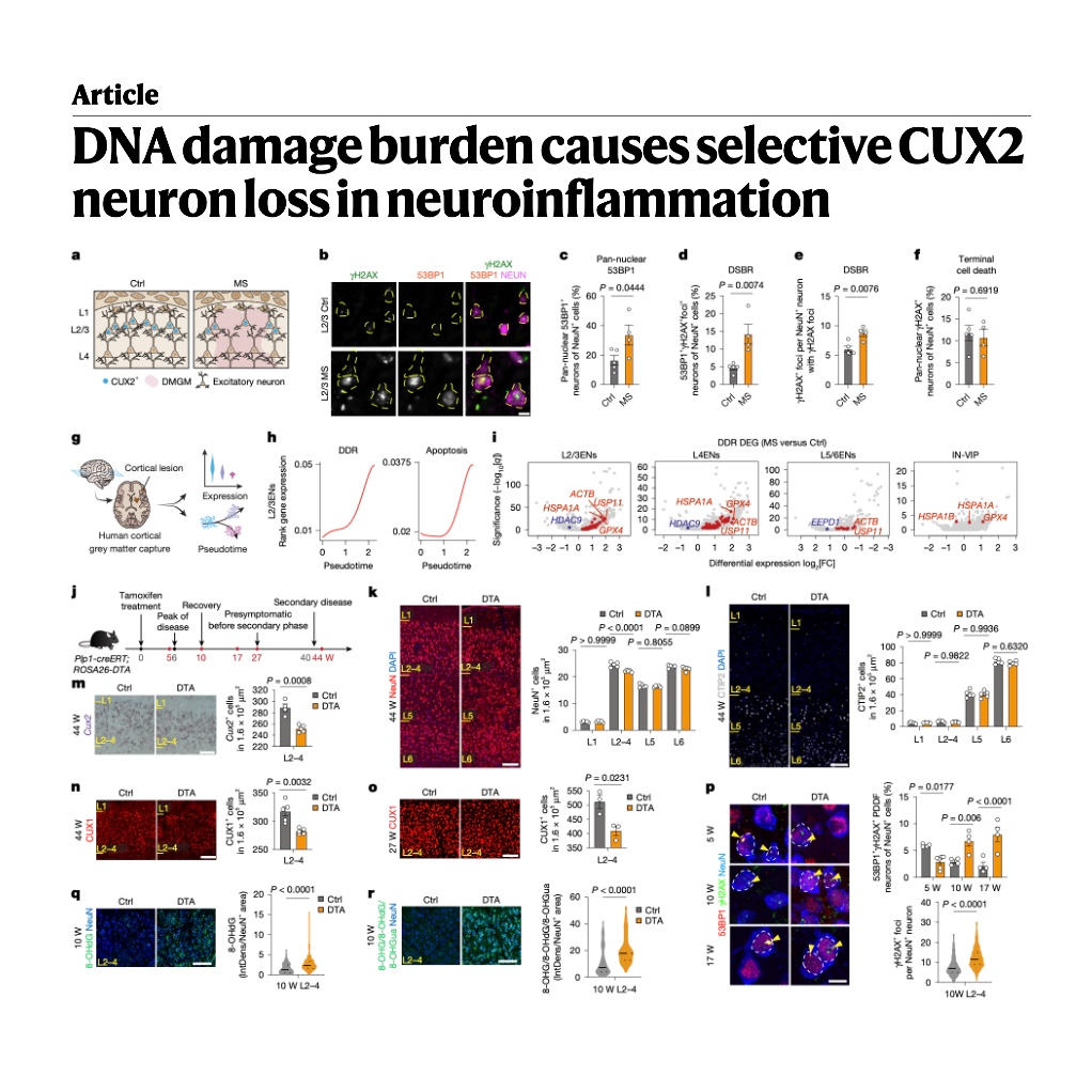 810-DNA Damage and CUX2 Neuron Loss in Neuroinflammation episode artwork
