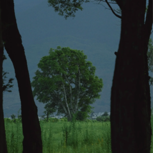 一些句子2/2 《命运》蔡崇达