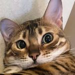 我叫黑猫警长