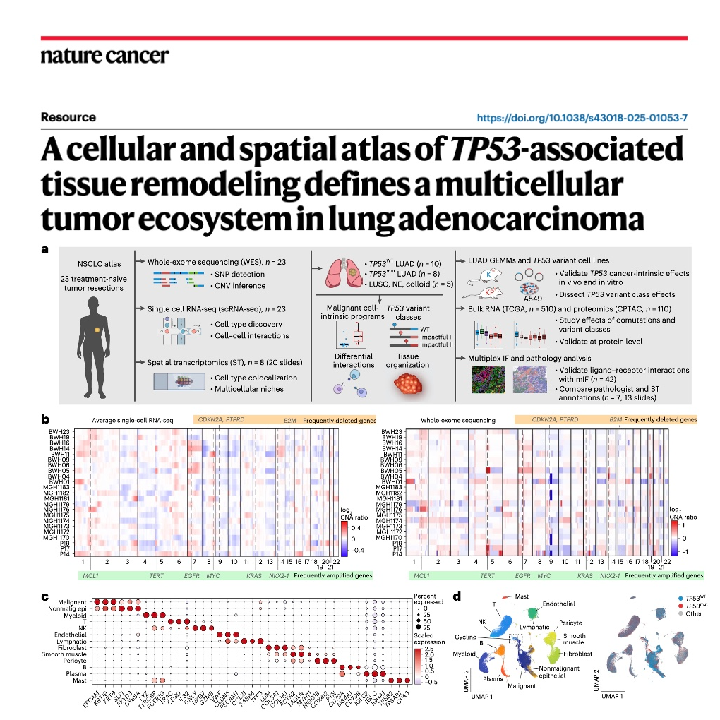 679-TP53-Associated Spatial Atlas of Lung Adenocarcinoma episode artwork