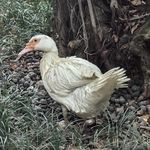 电锯风管机