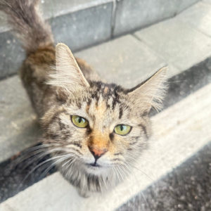 04.说说吧，您觉得今年过的怎么样