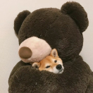 律清