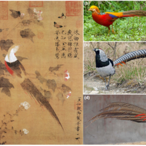 冷知识：有20%的鸟类会发生跨物种恋爱