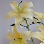 manyflower