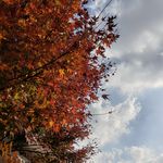 斩虹