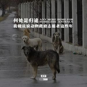 vol.310 何处是归途：我做流浪动物救助志愿者这些年