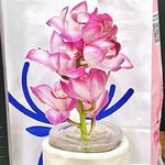 炎炎夏日可爱多