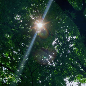 066-走！去逛公园！去听大自然的交响曲🌞🌲🧘‍♀️