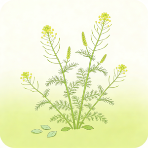 猪毛菜：平凡中的生态卫士