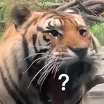大猫虎