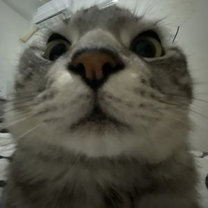 Blynn