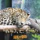 和猫盟一起聊聊野生大猫，嘉宾野生青年陈老师-马扎儿74