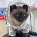 牧濑氏红色波纹疾走__喵