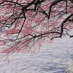 乔梅