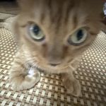 a翘p老猫akajuju