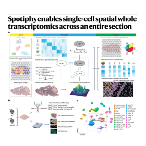 379-Spotiphy: Single-Cell Spatial Across Entire Sections