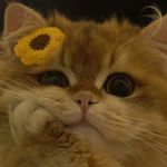 cc姜禾