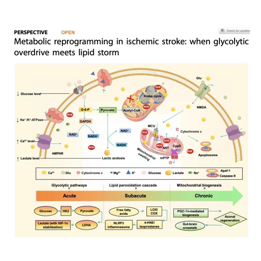 1464-Metabolic Reprogramming in Ischemic Stroke episode artwork