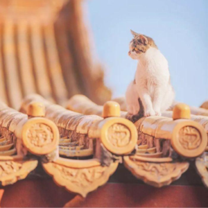 日本众院选举结束 自民党会否丧失执政权