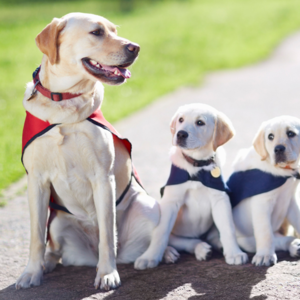 随身英语｜一只合格的协助犬应具备什么？