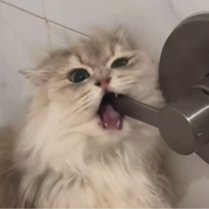 vol.2 北美养猫真心话：那些让我深夜破防的瞬间