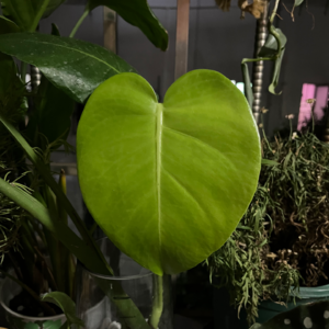 从dating聊到深度关系：搞定自己才能搞定关系