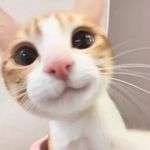 喵喵咪呀x