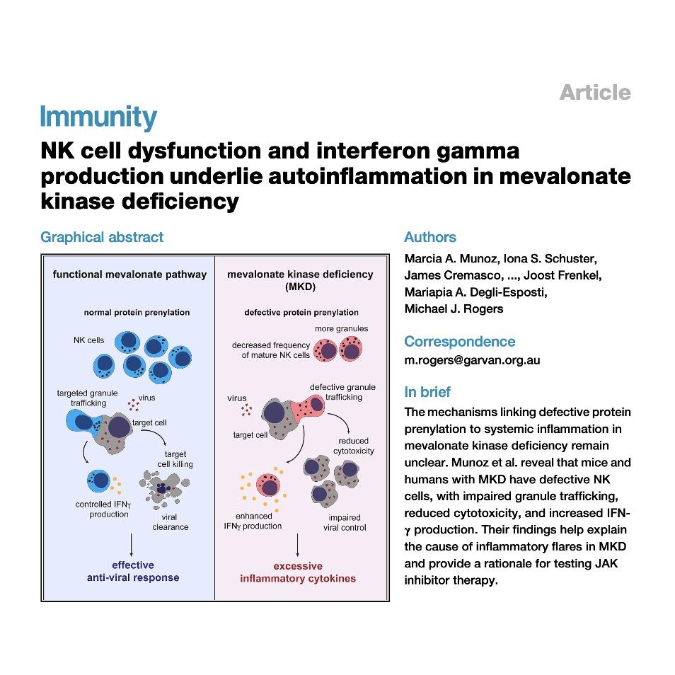 1041-NK Cell Dysfunction and Cytokine Dysregulation in MKD episode artwork