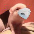 Viggo_VtmT