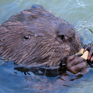 BBC Media|苏格兰重新引入河狸