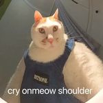 强壮猫猫头