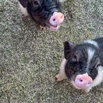 小宇宙只为听三小只