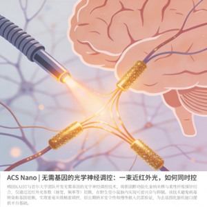 ACS Nano | 一束近红外光,如何同时控制大脑“踩刹车”和“踩油门”?