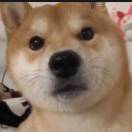 平地一声雷先生