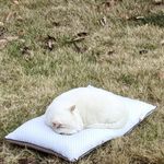 Catwhite