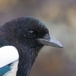 花逝于火焰彼方