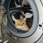 大明白是只猫