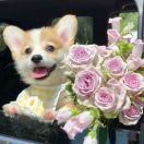 认真学习的小丸子