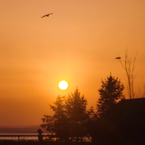 Vol.098 全面读懂回避型依恋人格（上篇）：这不是心理问题，是大脑的生存策略