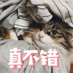 猫毛有三种颜色