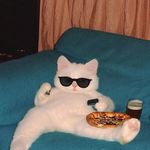 场域中的猫