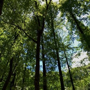 podcaster-avatar