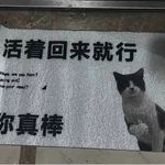 真棒猫