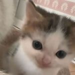 thalia小猫猫