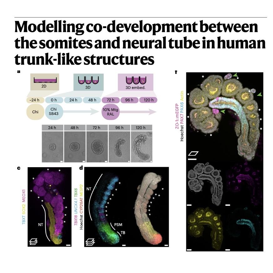 980-Architecting Human Trunk Development episode artwork